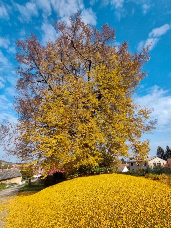 Podzimní plody 2022.10.12 MŠ Dolní Třebonín 0006