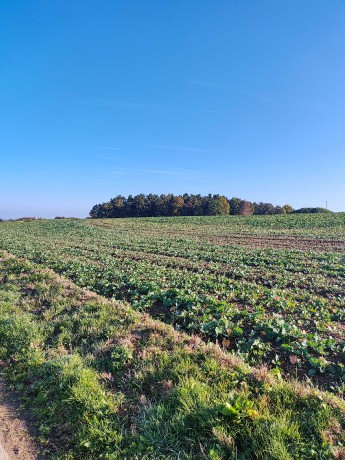 Podzimní plody 2022.10.18 MŠ Dolní Třebonín 0011