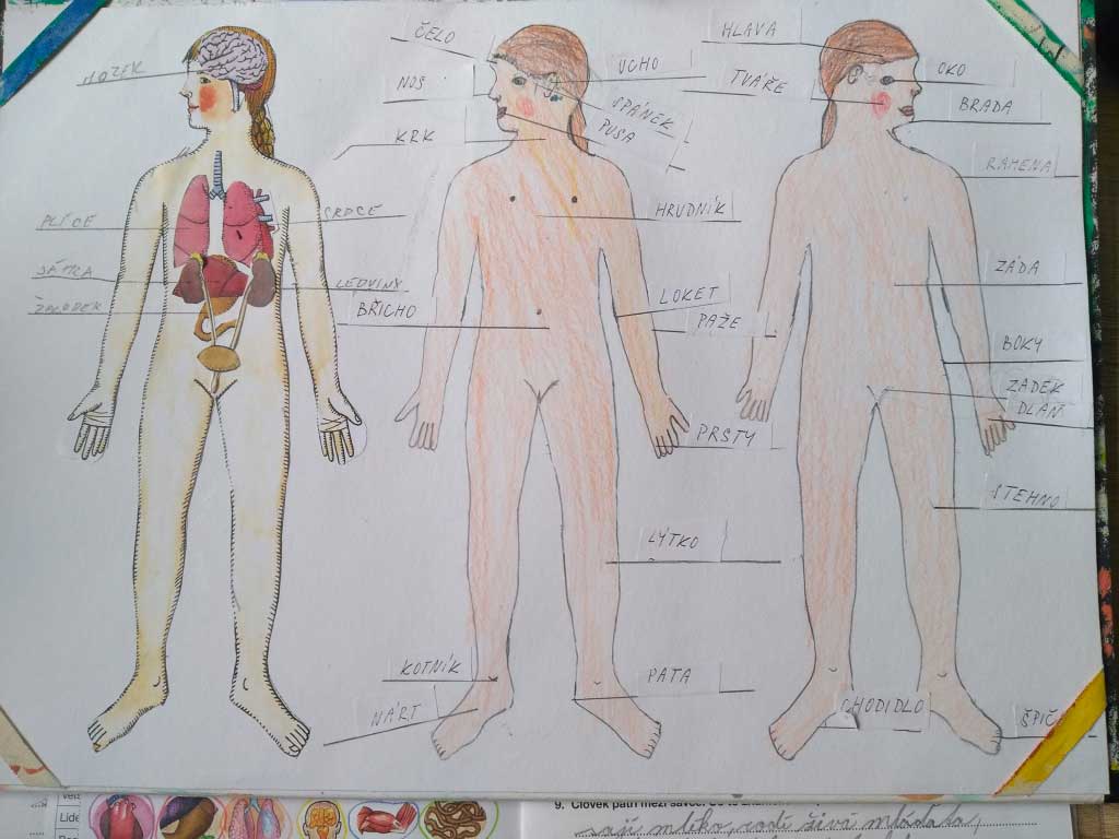 Lucka -  lidské tělo, projekt části těla a orgány