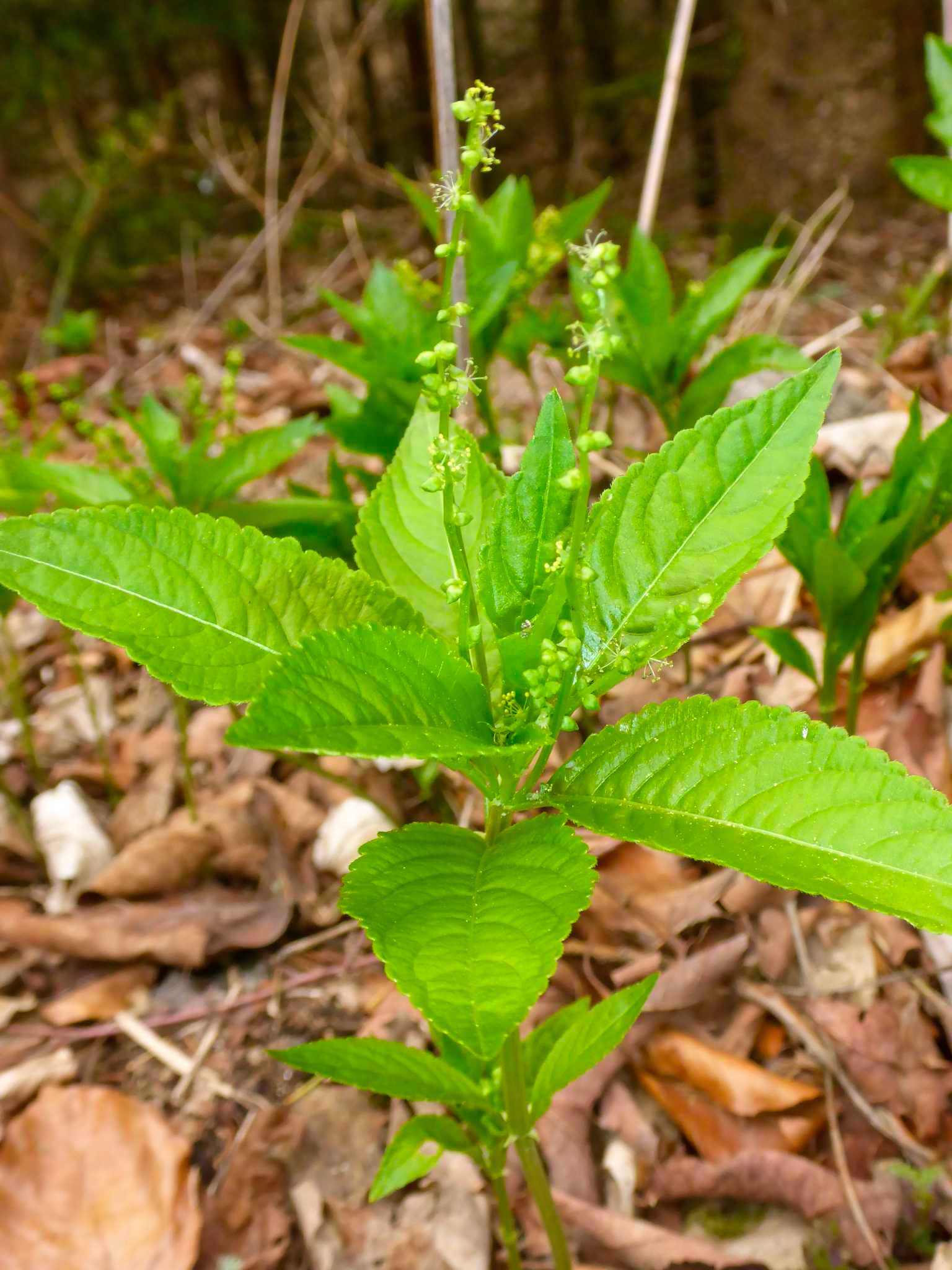 P1160478