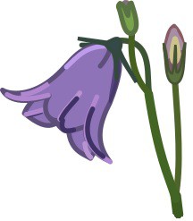 campanula.jpg